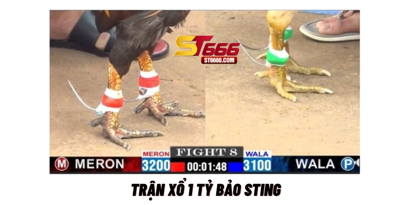 Bảo Sting vs Yến Khoa (tiền cược 1 tỷ) Bảo Sting vs Yến Khoa (tiền cược 1 tỷ)