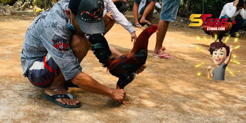 Cách lên cựa gà có vai trò như thế nào trong thi đấu? Cách lên cựa gà có vai trò như thế nào trong thi đấu?