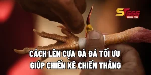 Cách Lên Cựa Gà Đá Tối Ưu Giúp Chiến Kê Chiến Thắng
