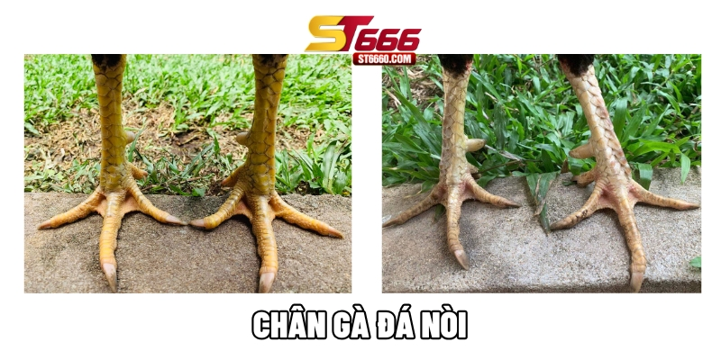 Chân gà đá nòi Chân gà đá nòi