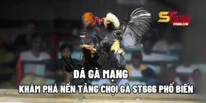 Đá Gà Mạng: Khám Phá Nền Tảng Chọi Gà ST666 Phổ Biến