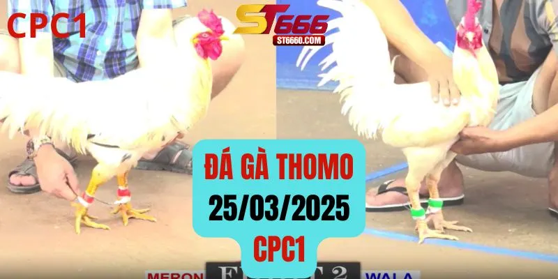 Đá Gà Thomo CPC1 – Clip Phát Lại Ngày 25/03/2025