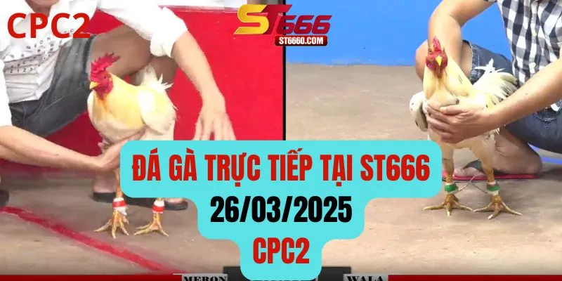 Đá Gà Trực Tiếp Hôm Nay [CPC2] Ngày 26/3 Tại Đá Gà ST666