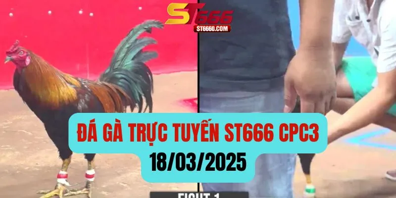 Đá Gà Trực Tuyến ST666 Bình Luận Viên Hôm Nay [CPC3] 18/3/2025