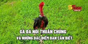 Gà Đá Nòi Thuần Chủng Và Những Đặc Điểm Bạn Cần Biết