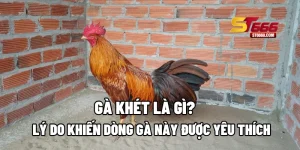 Gà Khét Là Gì? Lý Do Khiến Dòng Gà Này Được Yêu Thích