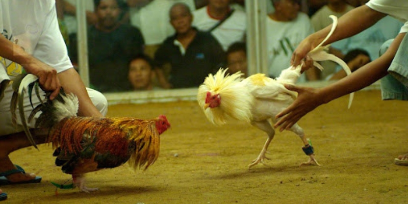 Khái niệm và vai trò của nài gà trong chọi gà Khái niệm và vai trò của nài gà trong chọi gà