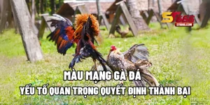 Màu Mạng Gà Đá – Yếu Tố Quan Trọng Quyết Định Thành Bại