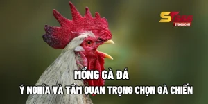 Mồng Gà Đá: Ý Nghĩa Và Tầm Quan Trọng Chọn Gà Chiến