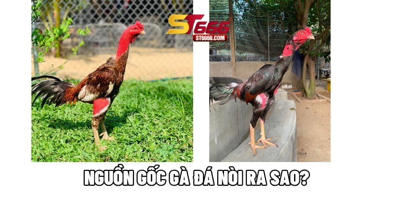 Nguồn gốc gà đá nòi ra sao? Nguồn gốc gà đá nòi ra sao?