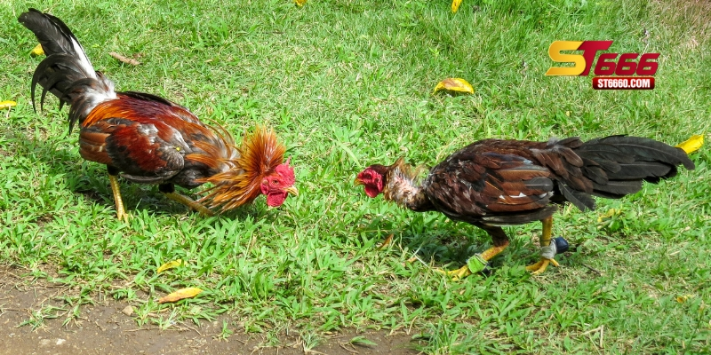 Những yếu tố liên quan đến màu mạng gà đá Những yếu tố liên quan đến màu mạng gà đá