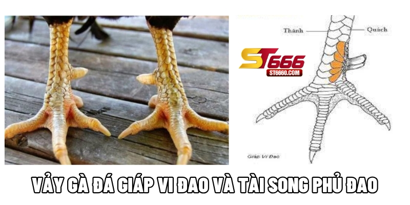 Vảy gà đá giáp vi đao và tài song phủ đao Vảy gà đá giáp vi đao và tài song phủ đao