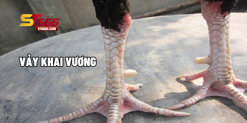 Vảy gà đá khai vương Vảy gà đá khai vương