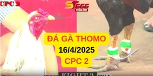 Phát Lại Video Đá Gà Trực Tiếp CPC2 Ngày 16/4/2025
